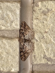 Pseuderannis lomozemia