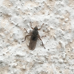 Pseudolynchia canariensis