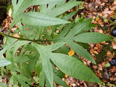Jacobaea cannabifolia