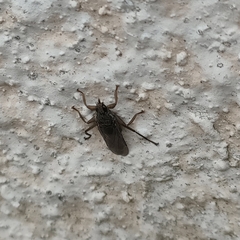 Pseudolynchia canariensis