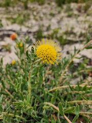 Leucospermum prostratum