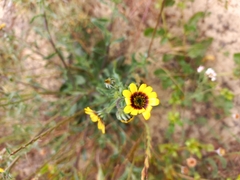 Osteospermum monstrosum