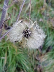 Clematis alpina sibirica