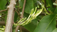 Dendrophthoe falcata