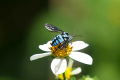 Thyreus himalayensis