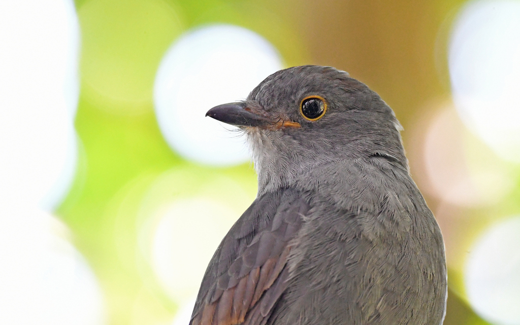 Chestnut-capped Piha photo