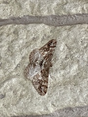 Pseuderannis lomozemia