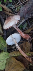 Leucoagaricus pilatianus