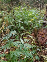 Jacobaea cannabifolia