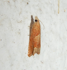 Eucosma