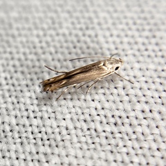 Thiotricha atractodes