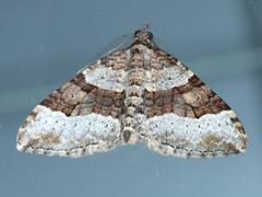 Epyaxa subidaria
