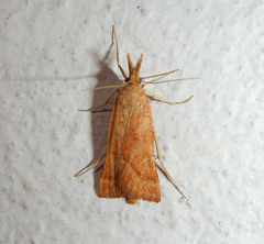 Synaphe punctalis