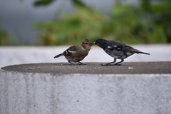 Fringilla coelebs moreletti