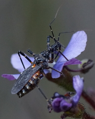 Trachylestes turneri