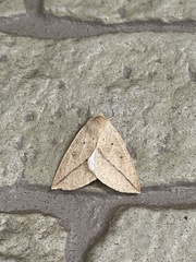 Descoreba simplex