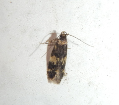 Oegoconiinae