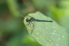 Phyllothemis eltoni
