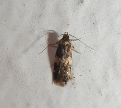 Oegoconiinae