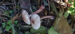 Leucoagaricus pilatianus