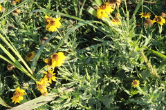 Helianthus laciniatus