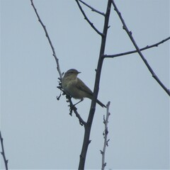 Phylloscopus collybita