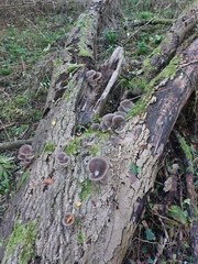 Pleurotus ostreatus