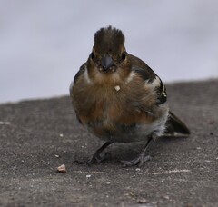 Fringilla coelebs moreletti