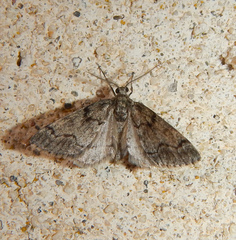 Tephronia sepiaria