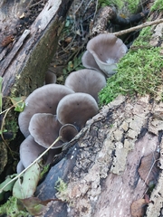 Pleurotus ostreatus