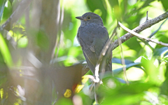 Lipaugus weberi
