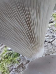 Pleurotus ostreatus