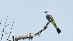 Ptiliogonys cinereus