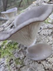 Pleurotus ostreatus