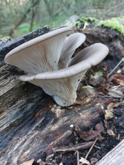 Pleurotus ostreatus