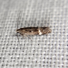 Aproaerema simplexella