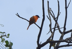 Pericrocotus flammeus