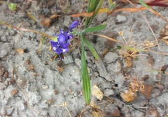 Babiana angustifolia