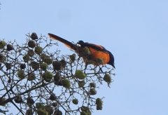 Pericrocotus flammeus