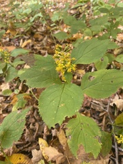 Solidago flexicaulis