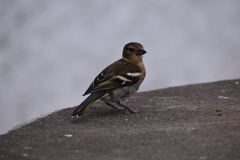 Fringilla coelebs moreletti
