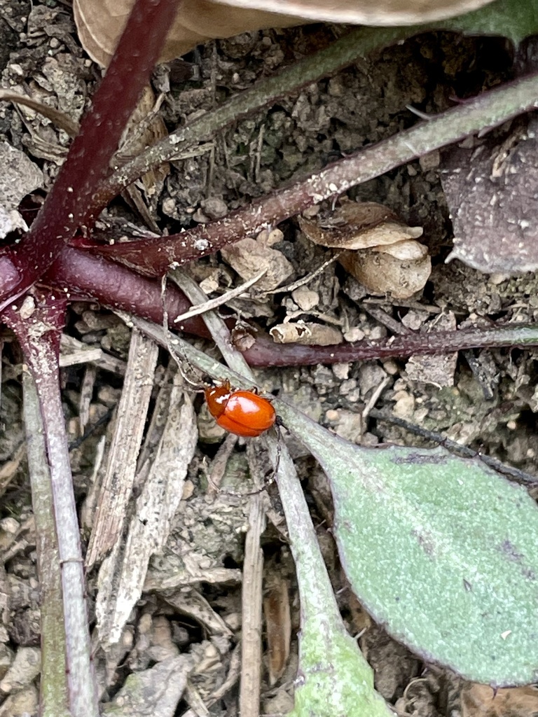 Argopus punctipennis
