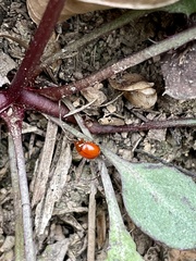Argopus punctipennis punctipennis