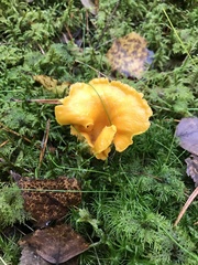 Cantharellus cibarius