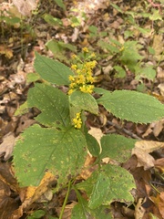 Solidago flexicaulis