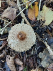 Chlorophyllum rhacodes
