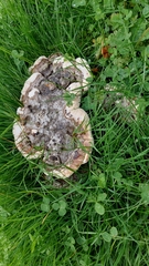 Pseudoinonotus dryadeus