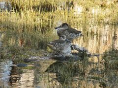 Malacorhynchus membranaceus