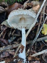 Chlorophyllum rhacodes