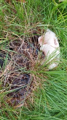 Pseudoinonotus dryadeus